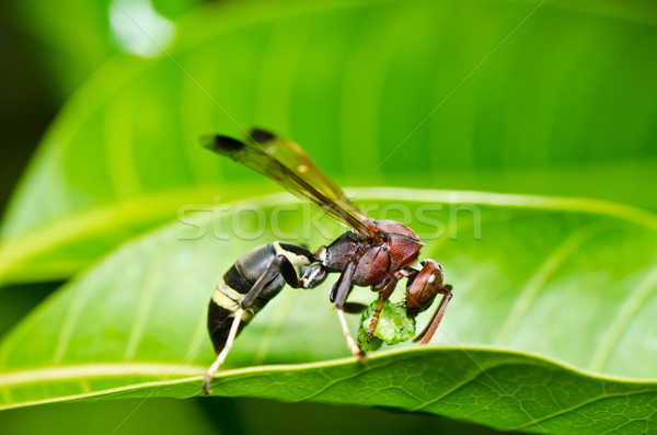 Wespe grünen Natur Garten Biene gelb Stock foto © sweetcrisis