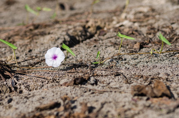 Morning glory in the nature Stock photo © sweetcrisis