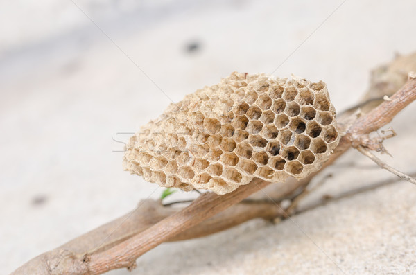 Nido avispa naturaleza jardín abeja células Foto stock © sweetcrisis