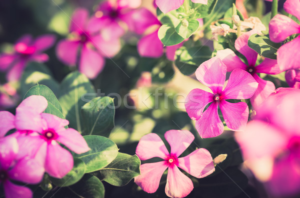 Catharanthus roseus or Periwinkle vintage Stock photo © sweetcrisis