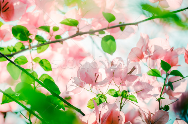 Papier bloemen vintage tuin natuur park Stockfoto © sweetcrisis