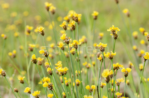 Xyris yellow flowers Stock photo © sweetcrisis