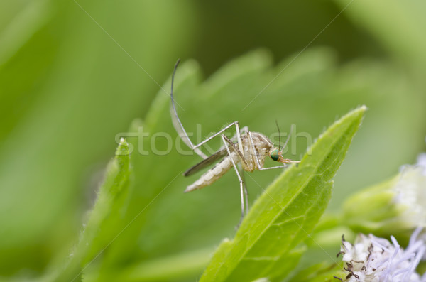 Blanco mosquitos verde naturaleza forestales Foto stock © sweetcrisis