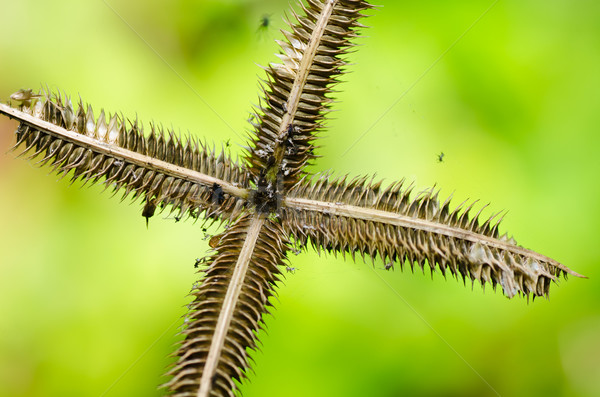 сорняков насекомое зеленый природы саду Сток-фото © sweetcrisis