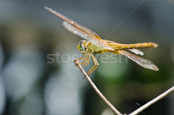 Yusufçuk bahçe yeşil doğa güzel böcek Stok fotoğraf © sweetcrisis