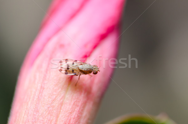 Foto stock: Voar · verde · natureza · cidade · comida · casa