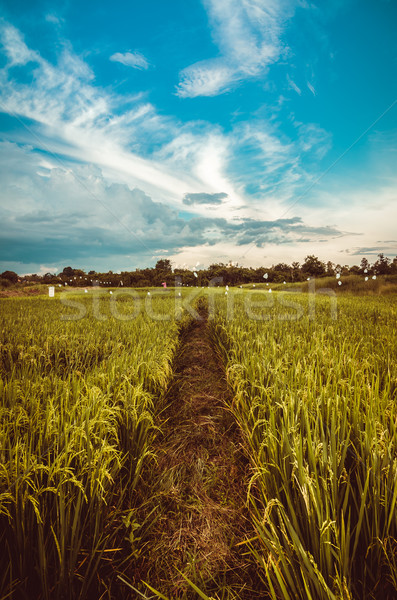 Rice field Stock photo © sweetcrisis