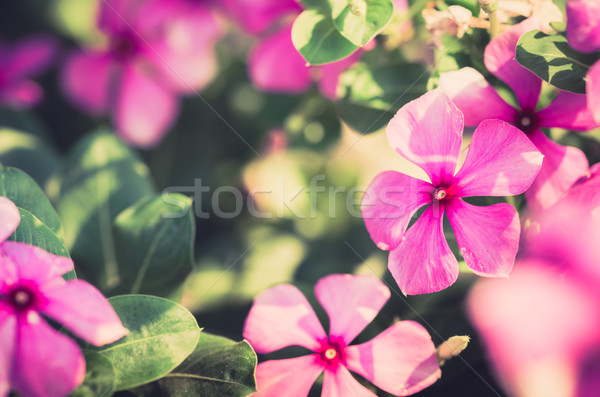 Catharanthus roseus or Periwinkle vintage Stock photo © sweetcrisis