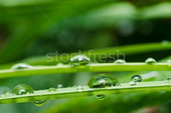 淡水 滴 綠色 性質 森林 樹 商業照片 © sweetcrisis