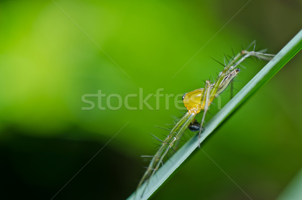 Długie nogi pająk zielone charakter lasu wiosną Zdjęcia stock © sweetcrisis