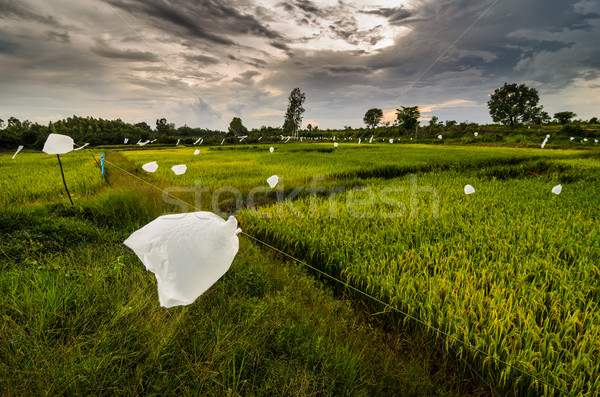 Rice field Stock photo © sweetcrisis