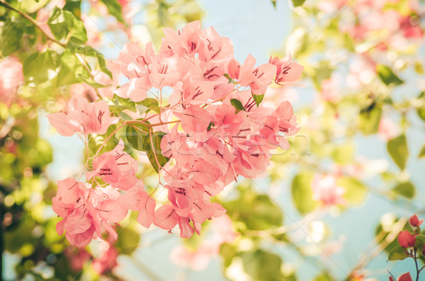 Papier bloemen vintage tuin natuur park Stockfoto © sweetcrisis