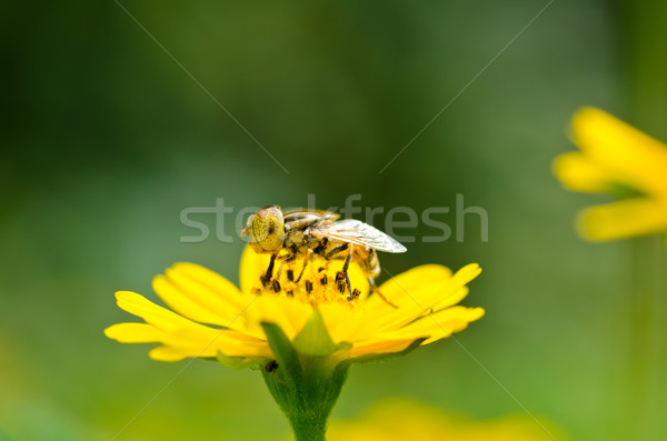 Stockfoto: Vruchten · bestanden · bloem · groene · natuur · weinig