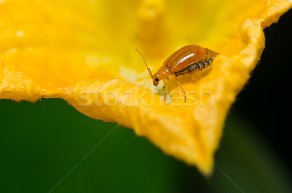 Oranje kever groene natuur tuin voorjaar Stockfoto © sweetcrisis