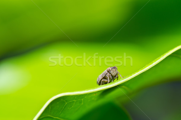 Aphid insect in green nature Stock photo © sweetcrisis