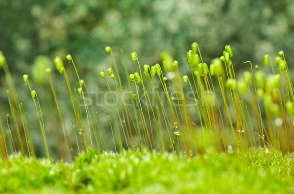 свежие мох зеленый природы старые каменные Сток-фото © sweetcrisis
