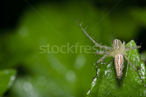 Długie nogi pająk zielone charakter zielony liść wiosną Zdjęcia stock © sweetcrisis