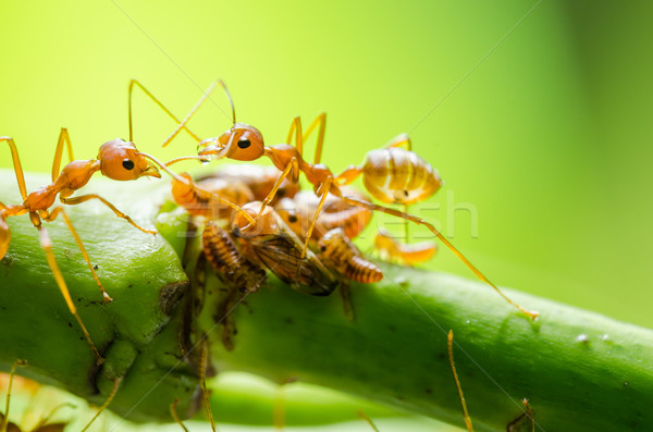 Red ant and aphid on the leaf Stock photo © sweetcrisis