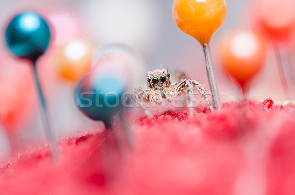 Spider красочный макроса выстрел страхом ужас Сток-фото © sweetcrisis