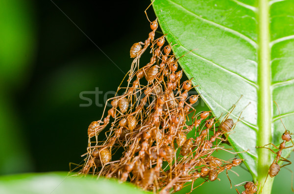 Rojo hormigas construir casa trabajo en equipo poder Foto stock © sweetcrisis