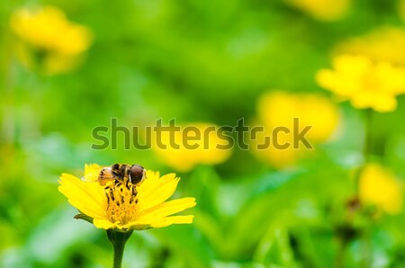 Foto stock: Fruto · arquivos · flor · verde · natureza · pequeno