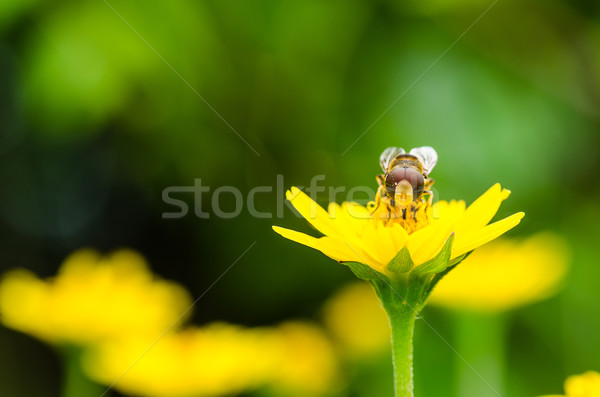 Obst Dateien Blume Makro grünen Natur Stock foto © sweetcrisis