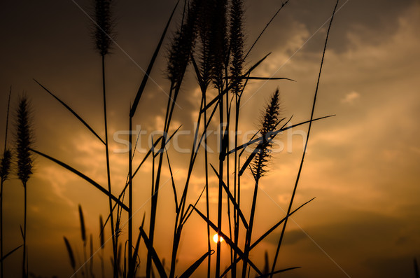 Unkraut Abend Natur Blume Gras Sonnenuntergang Stock foto © sweetcrisis