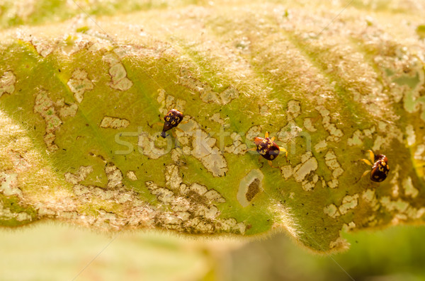 Vermelho bicho folha verde natureza Foto stock © sweetcrisis