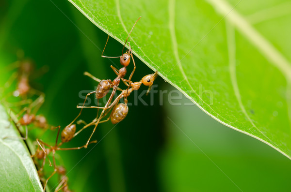 Foto stock: Vermelho · formigas · construir · casa · trabalho · em · equipe · poder