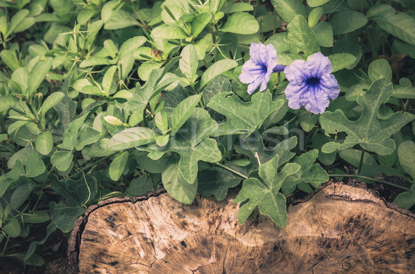 Ruellia tuberosa flower vintage Stock photo © sweetcrisis