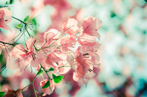 Papier bloemen vintage tuin natuur park Stockfoto © sweetcrisis