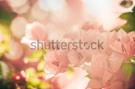 Papier fleurs vintage jardin nature parc [[stock_photo]] © sweetcrisis