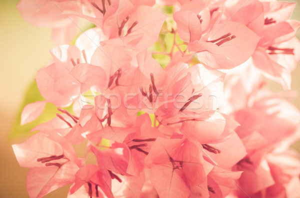 Papier fleurs vintage jardin nature parc Photo stock © sweetcrisis