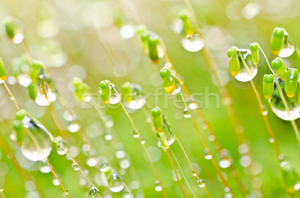 Friss moha vízcseppek zöld természet makró Stock fotó © sweetcrisis