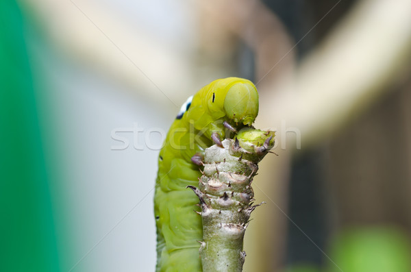worm in green nature Stock photo © sweetcrisis