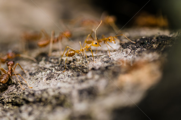 Rouge fourmi vert nature forêt [[stock_photo]] © sweetcrisis