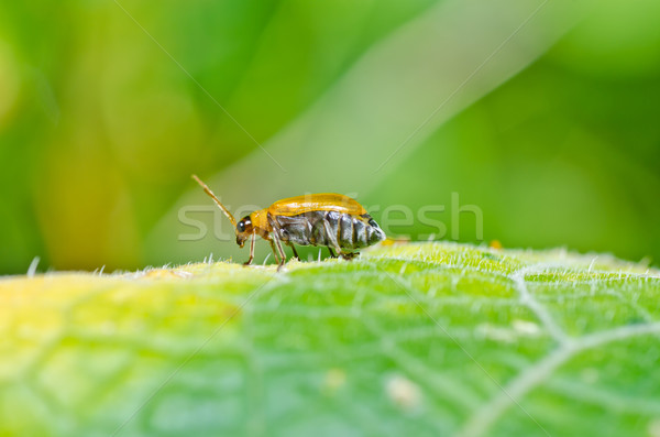 оранжевый жук зеленый природы саду парка Сток-фото © sweetcrisis