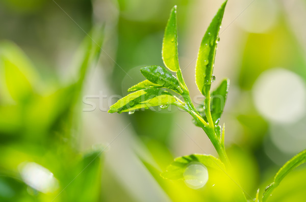 ストックフォト: 緑 · 自然 · 水 · 森林 · 背景