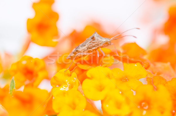 Gele bloem groene natuur bloem leven Stockfoto © sweetcrisis