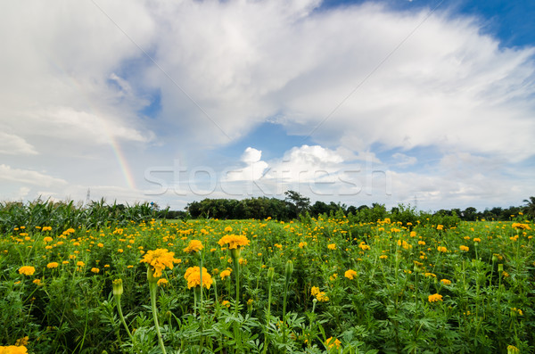 Fleur nature jardin tête usine Asie [[stock_photo]] © sweetcrisis