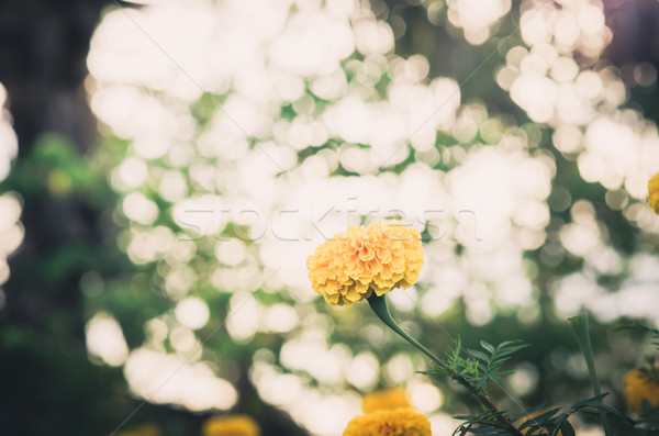 Fleur vintage nature jardin mariage tête [[stock_photo]] © sweetcrisis