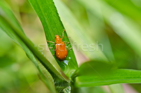 Arancione scarabeo verde natura giardino parco Foto d'archivio © sweetcrisis