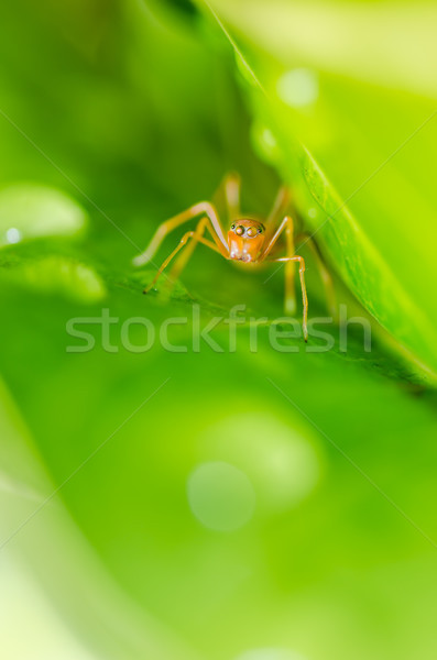 Ant mimic spider Stock photo © sweetcrisis