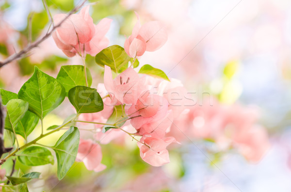 Papier bloemen tuin natuur park voorjaar Stockfoto © sweetcrisis