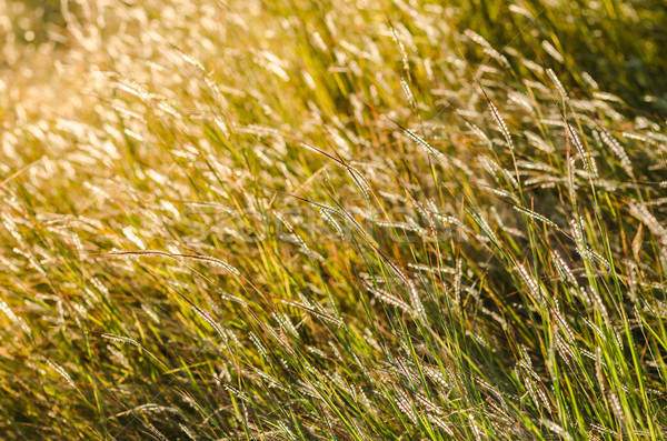 Wenig Blume Unkraut Garten Natur Park Stock foto © sweetcrisis