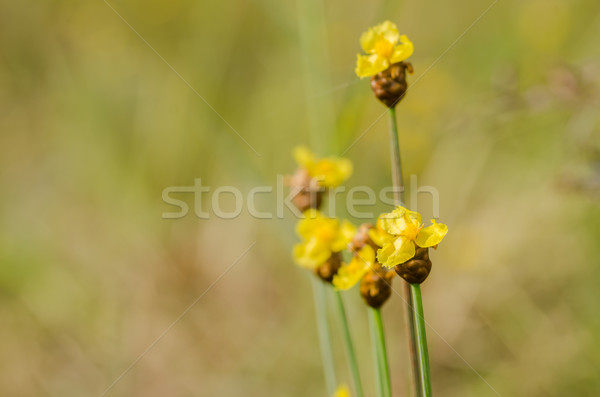 желтые цветы Таиланд трава природы саду Сток-фото © sweetcrisis