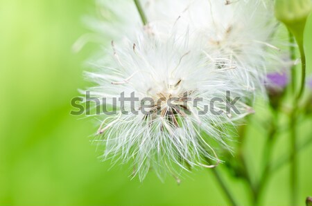 Gaz zöld természet csoda kert égbolt Stock fotó © sweetcrisis