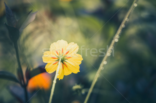Cosmos sulphureus flower Stock photo © sweetcrisis