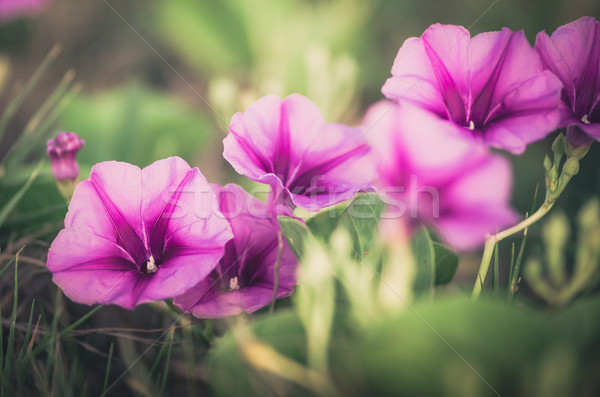 Morning glory or Convolvulaceae flowers vintage Stock photo © sweetcrisis