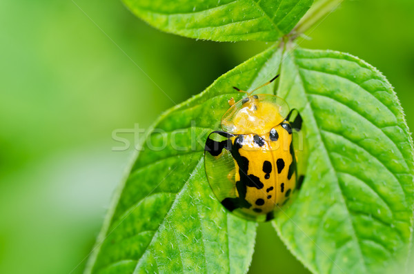 Oranje kever groene natuur tuin voorjaar Stockfoto © sweetcrisis